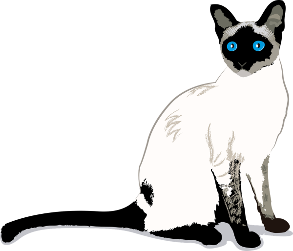 Сиамская кошка раскраска