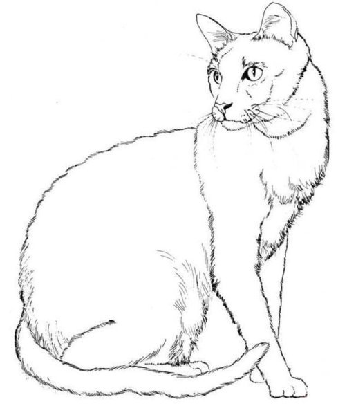 Сиамская кошка раскраска