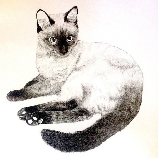 Сиамская кошка раскраска