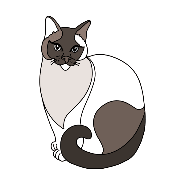 Сиамская кошка рисунок детский