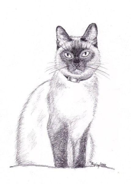 Кошка рисунок карандашом