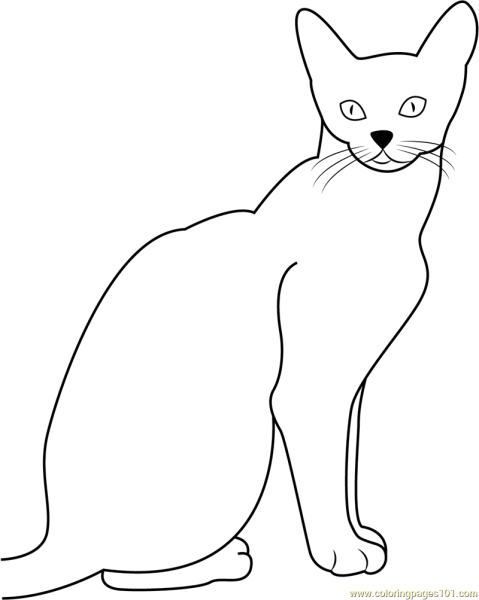 Абиссинская кошка раскраска