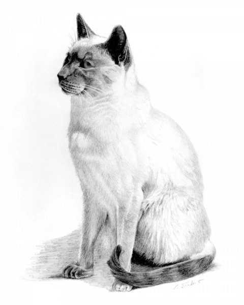 Сиамская кошка