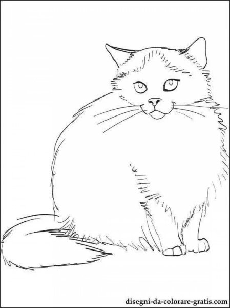 Сибирская кошка раскраска