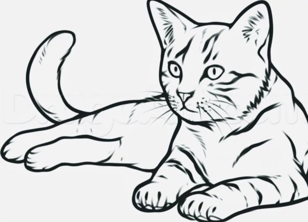Кошка рисунок карандашом