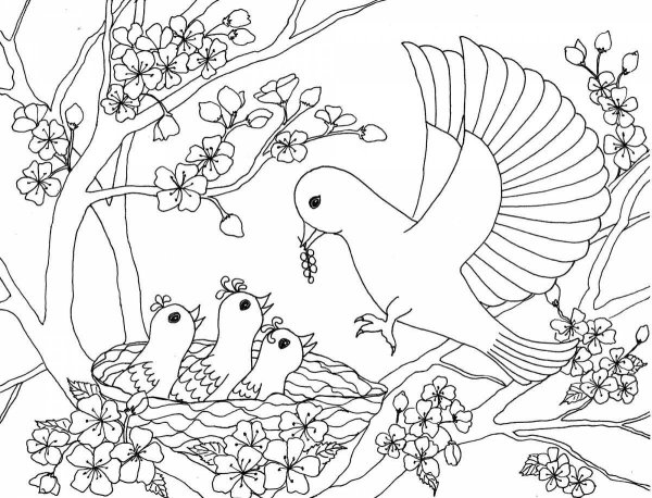 Раскраски сидящая птица (45 фото)
