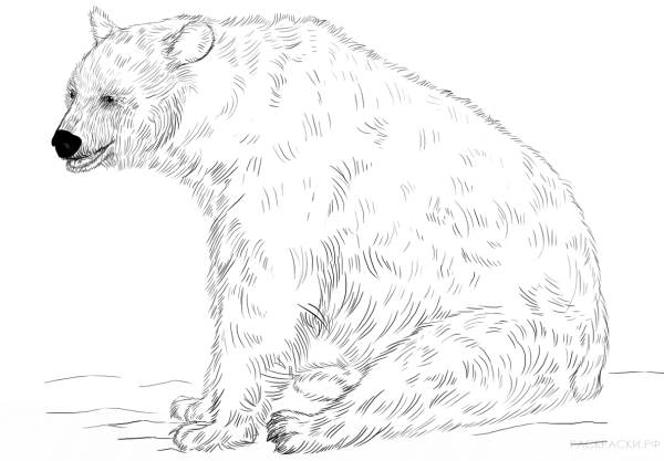 Медведь рисунок карандашом