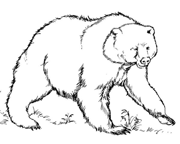 Медведь раскраска