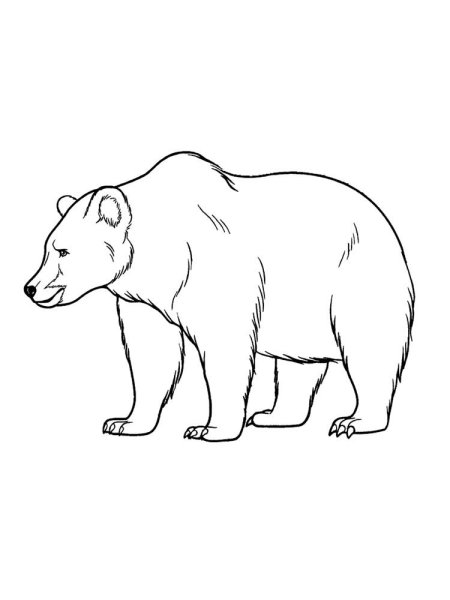 Медведь раскраска