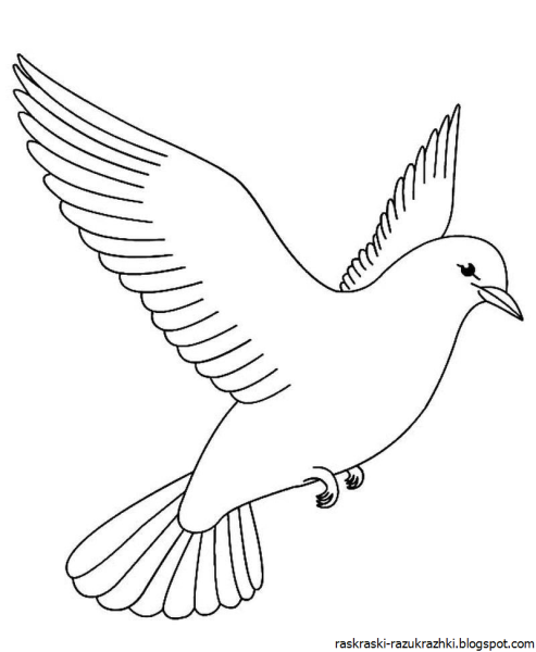 Птицы. Раскраска