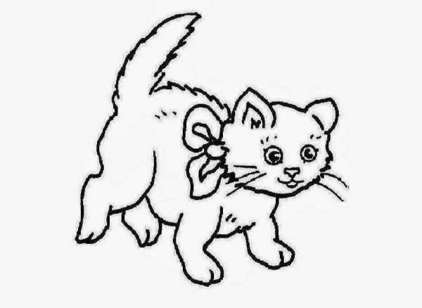 Раскраска котик с цветами