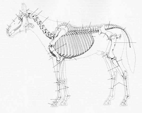 Раскраски скелет лошади (43 фото)