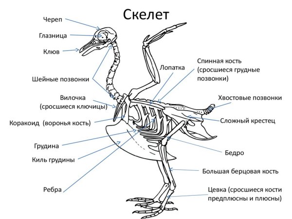 Скелет птицы цевка