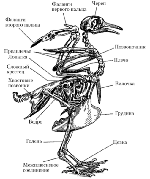 Раскраски скелета птицы (43 фото)