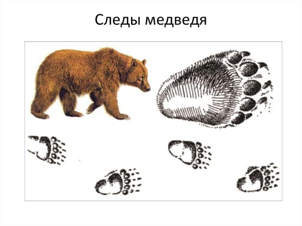 Следы волка зайца медведя лисы