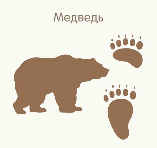 Следы зверей для детей