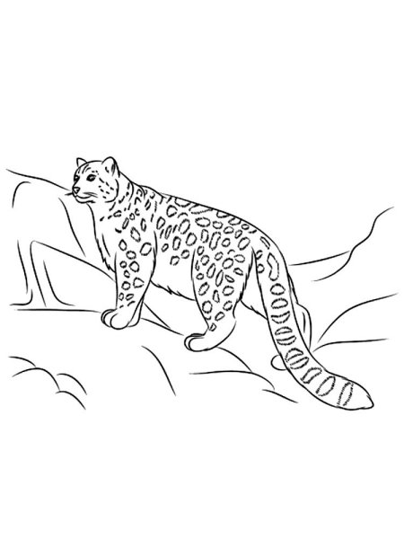 Ирбис раскраска