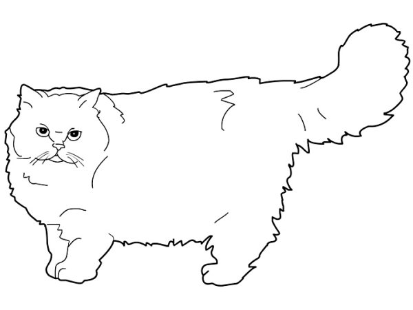 Персидская кошка раскраска