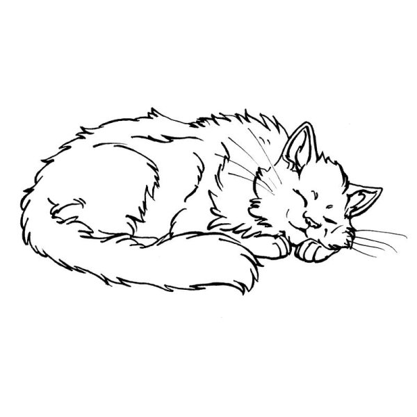 Кошка спит раскраска