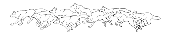 Собаки лайн стая