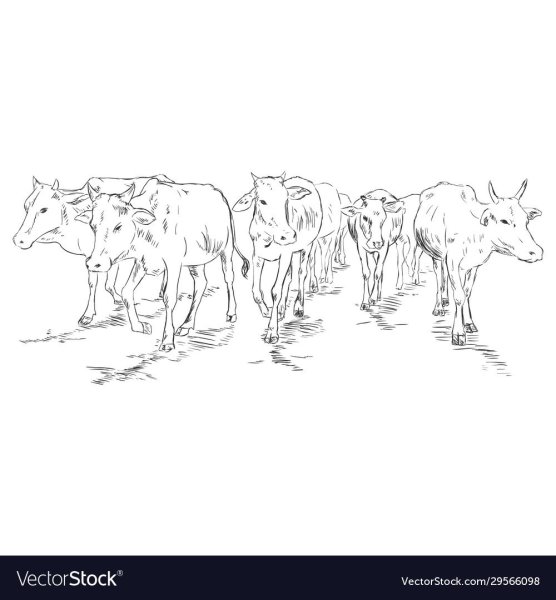 Стадо коров раскраска