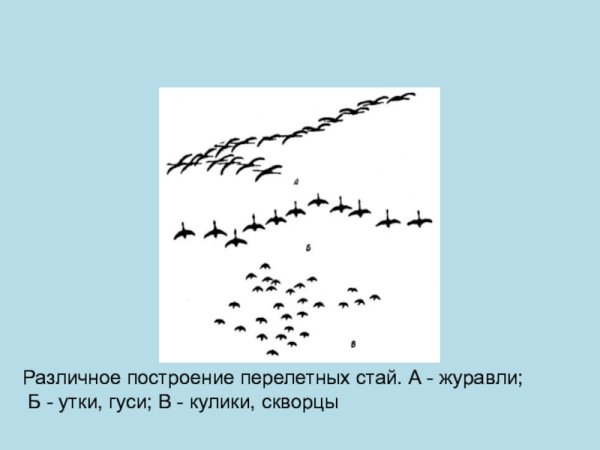 Схема перелета птиц