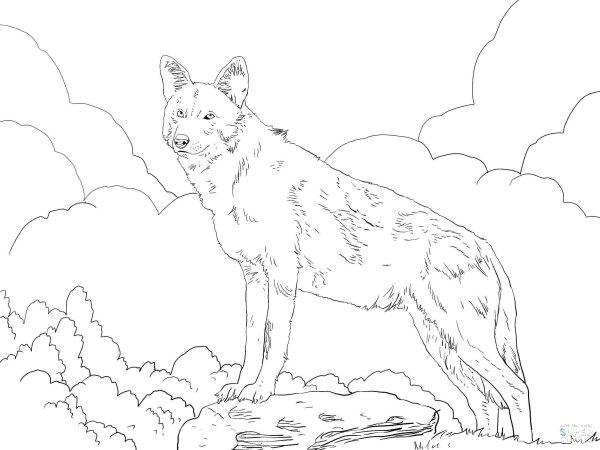 Раскраски степной волк (45 фото)