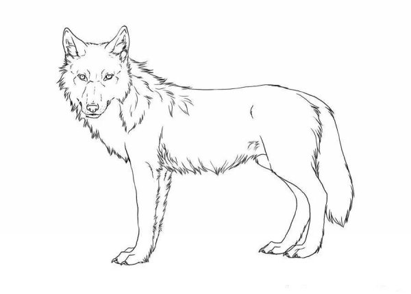 Красный волк раскраска для детей