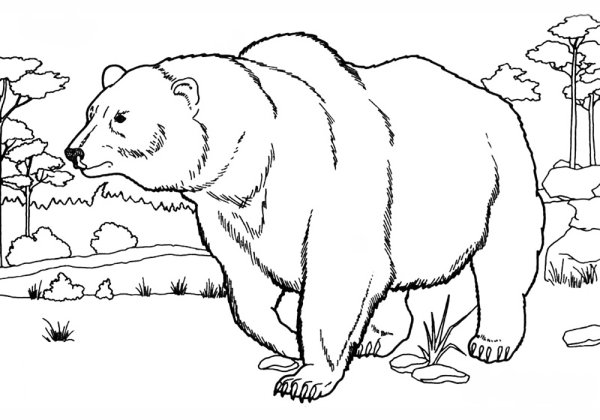 Раскраски стоящий медведь (40 фото)