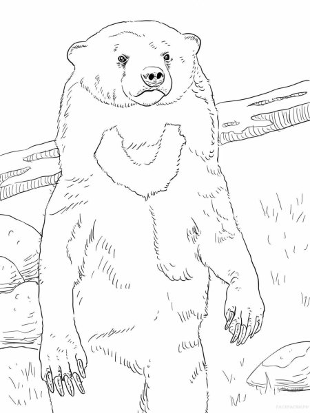 Медведь рисунок карандашом