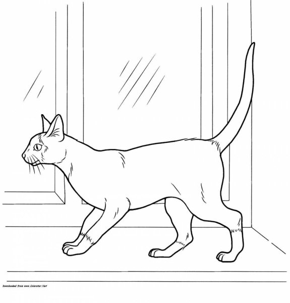 Раскраска кот