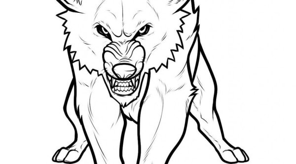 Злой волк рисунок