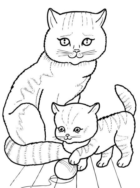 Котенок черно белый рисунок для детей