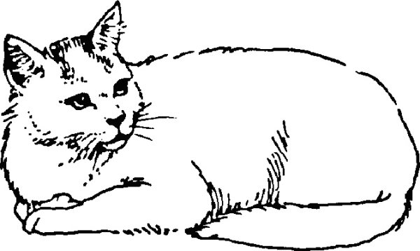 Кот лежит раскраска