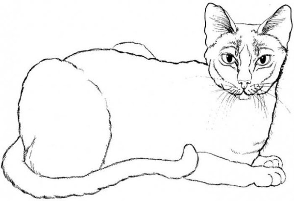 Сиамская кошка раскраска