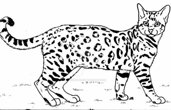 Бенгальский кот раскраска