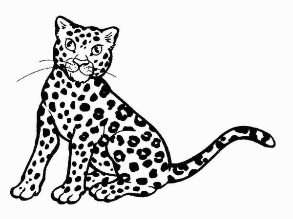 Порода кошек с леопардовым окрасом - картинки и фото steklorez69.ru