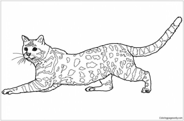 Бенгальский кот раскраска