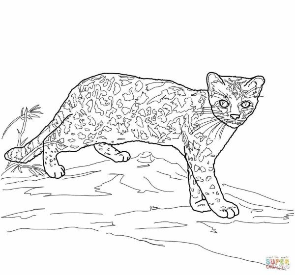 Раскраска Дикие кошки