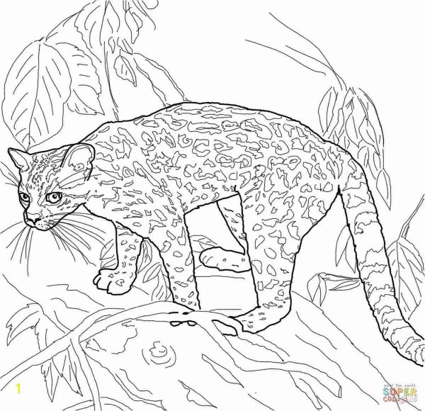 Большие кошки раскраска