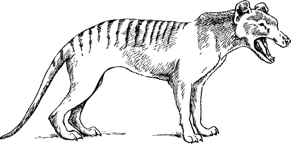 Тилацин – Тасманийский сумчатый волк