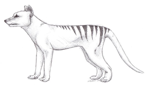 Сумчатый волк тилацин рисунок