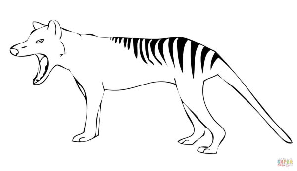 Тасманский сумчатый волк рисунок
