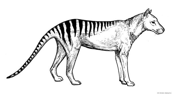 Скелет Таманского тигра
