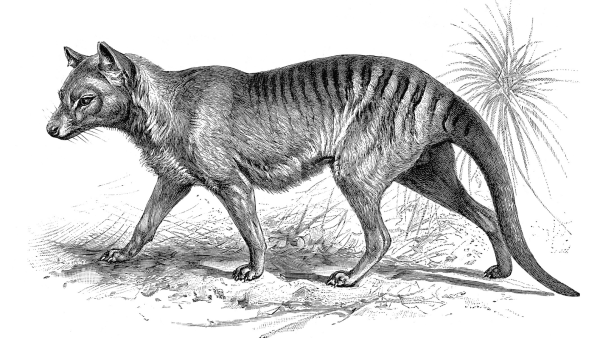 Тасманийский волк 1936