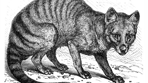 Анатомия тасманского волка