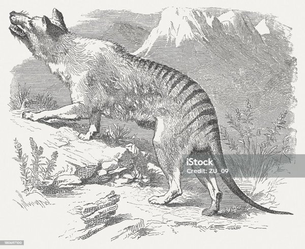 Тасманийский волк гравюра
