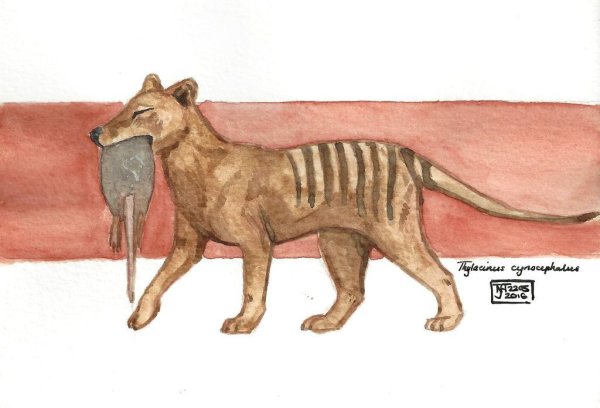 Сумчатый волк тилацин рисунок