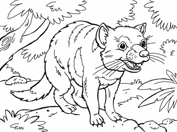 Раскраска Тасманийский волк