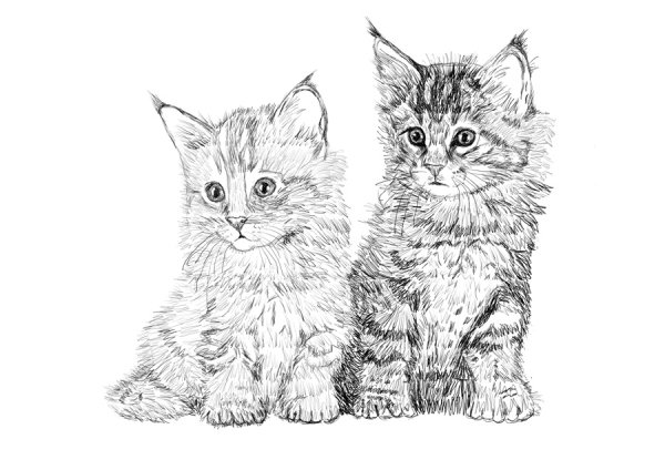Котёнок рисунок карандашом